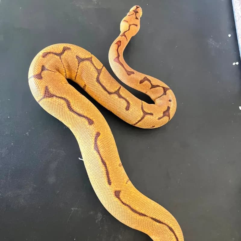Leopard Enchi Spider Clown Het Lavender Albino