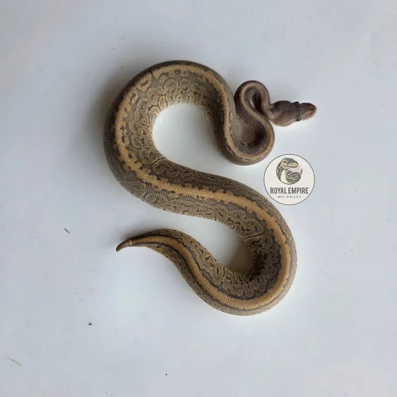 Black Pastel Pinstripe Hypo