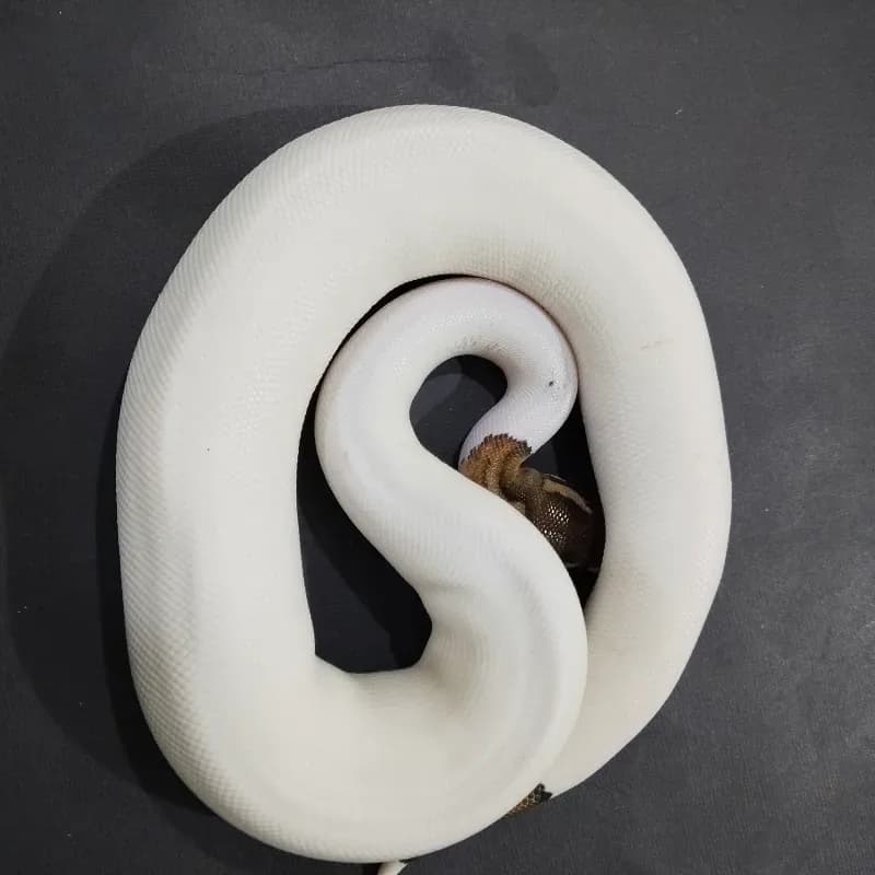 Black Pastel Pied Pos Het Albino