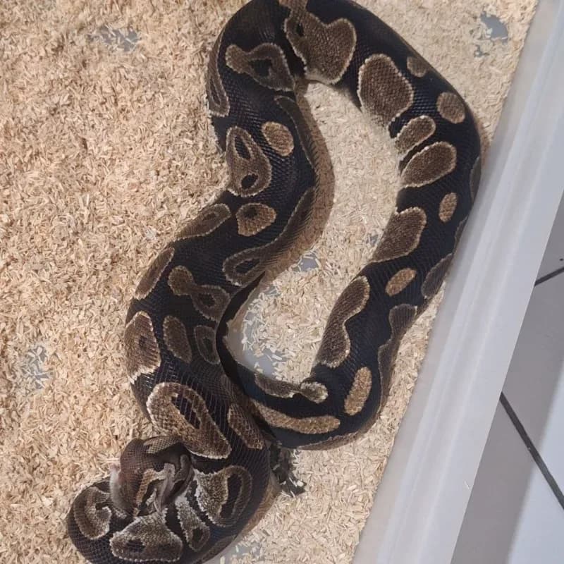 Normal Het Genetic Stripe