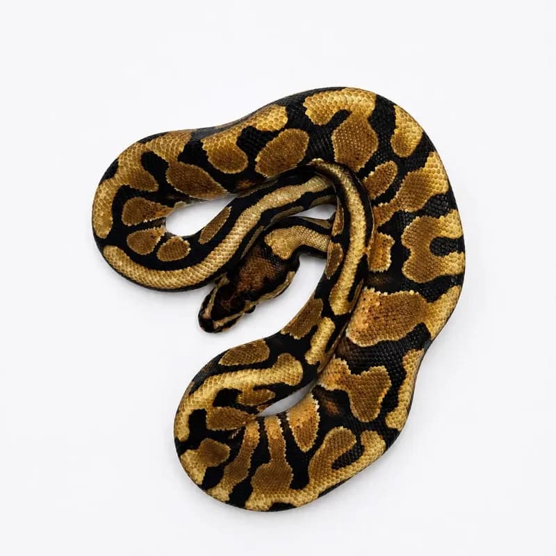 Spotnose Enchi Het Clown