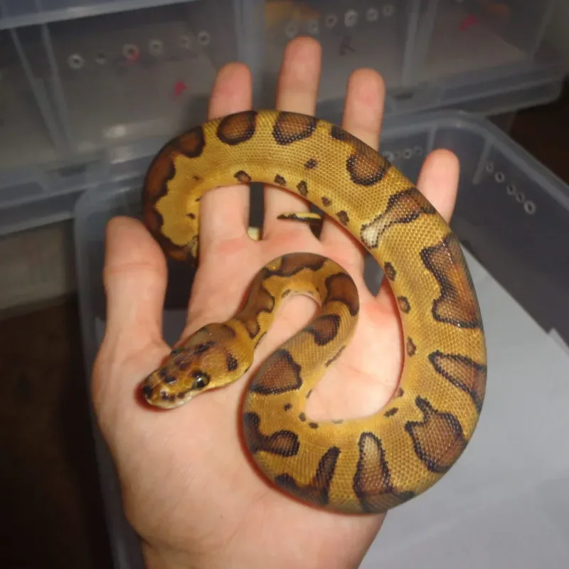 enchi clown ph lavender.