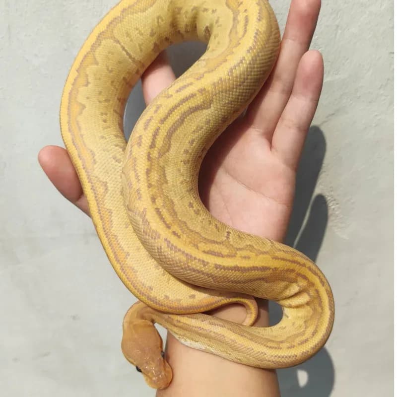Pinstripe Ultramel Hypo