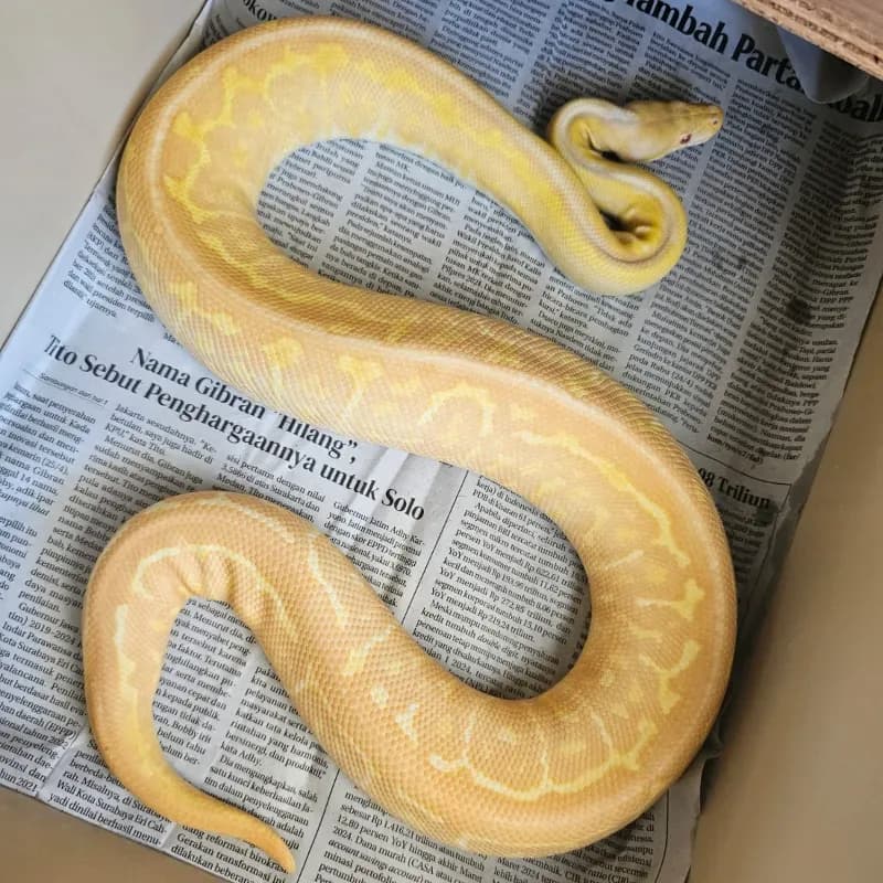 Black Pastel Spotnose Pinstripe Albino
