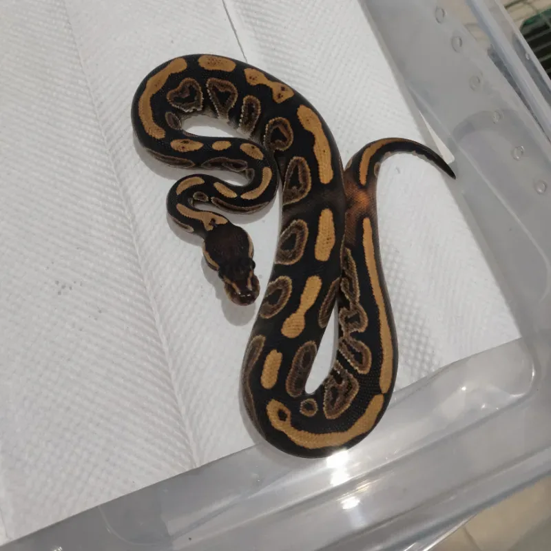 Black Pastel Het Pied Het Lavender Albino