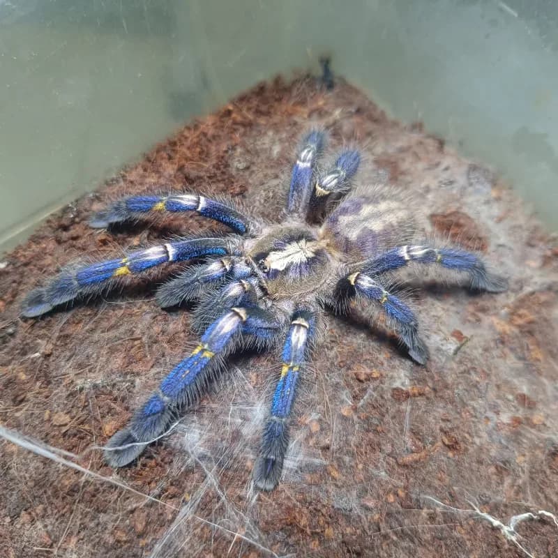 Gooty Sapphire Ornamental