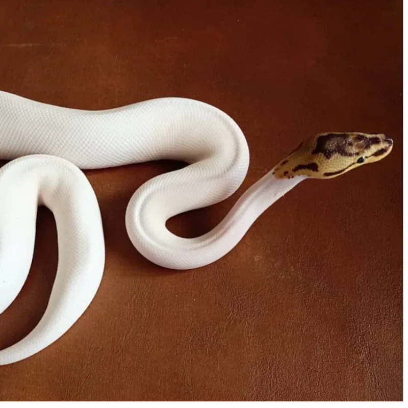 Spider Pied