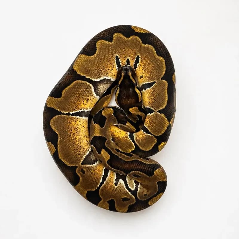 Enchi