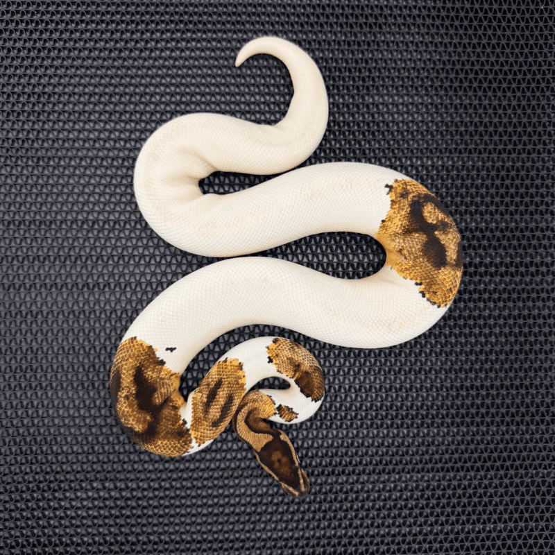 Pied 66% Het Albino