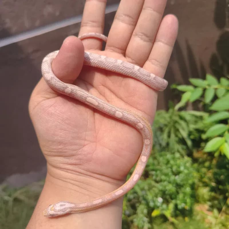 Ultramel Ghost Motley