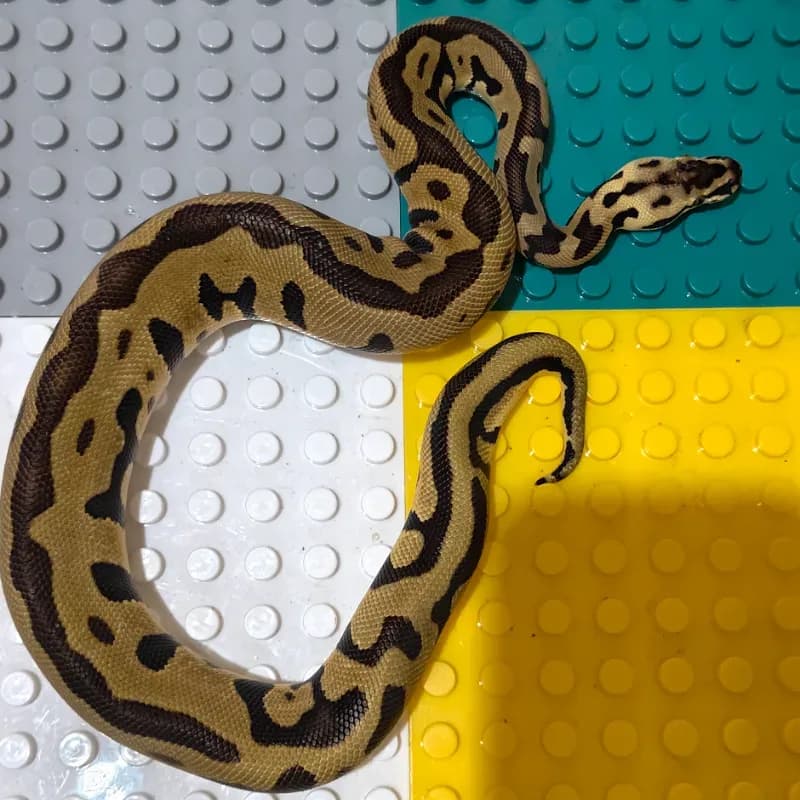 Leopard Enchi Pastel Het Clown