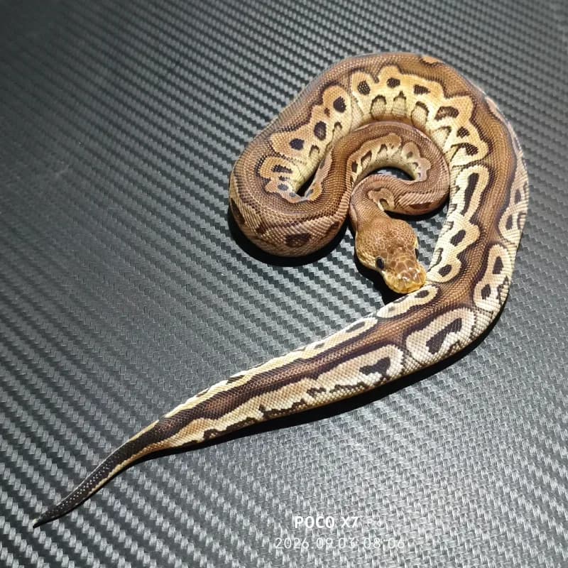 Cinnamon Red Stripe Clown Het Desert Ghost