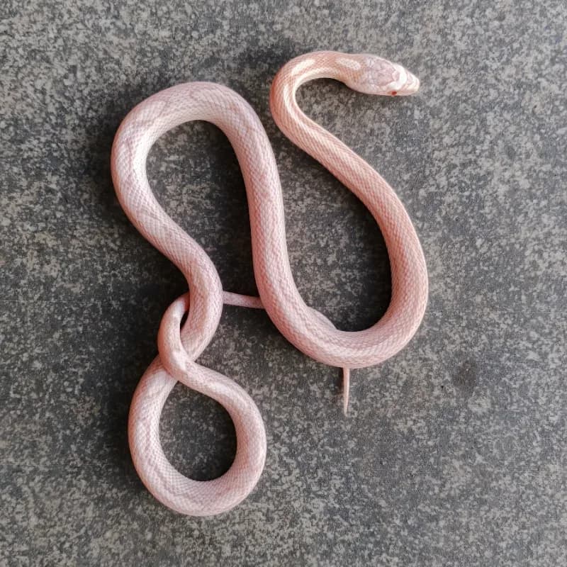Albino/Amelanistic Anerythristic Motley