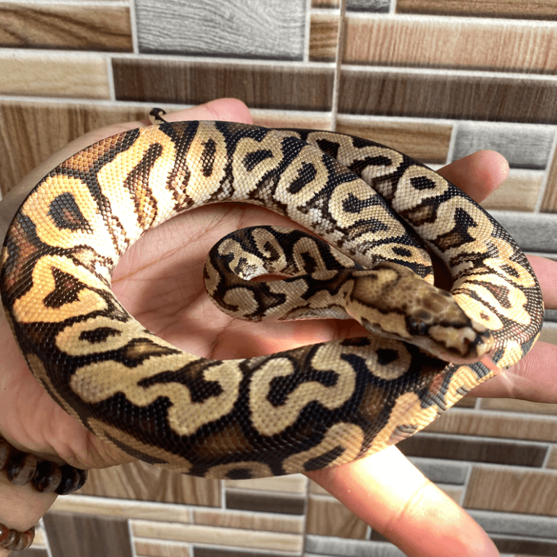 GHI Spotnose Clown