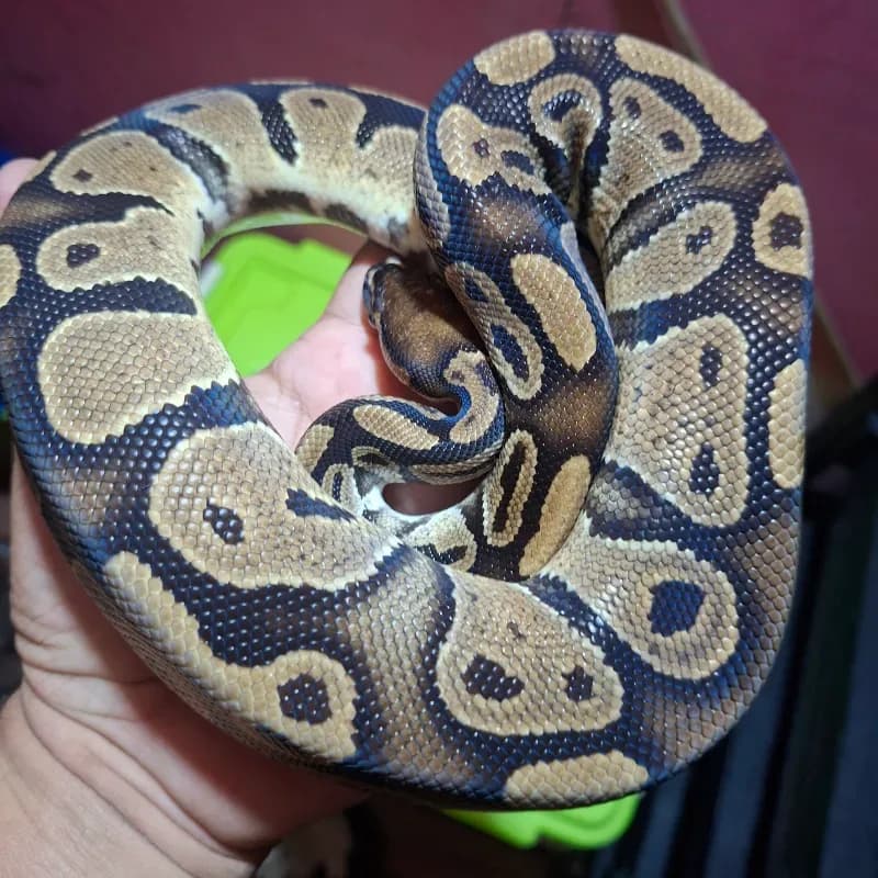 Normal Het Pied Het Lavender Albino