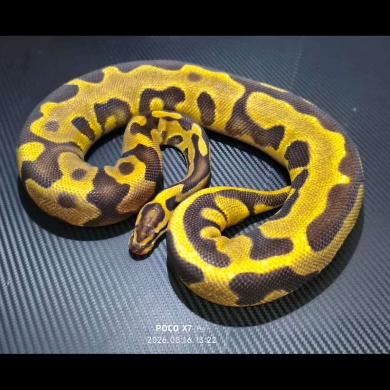 Leopard Fire Het Desert Ghost