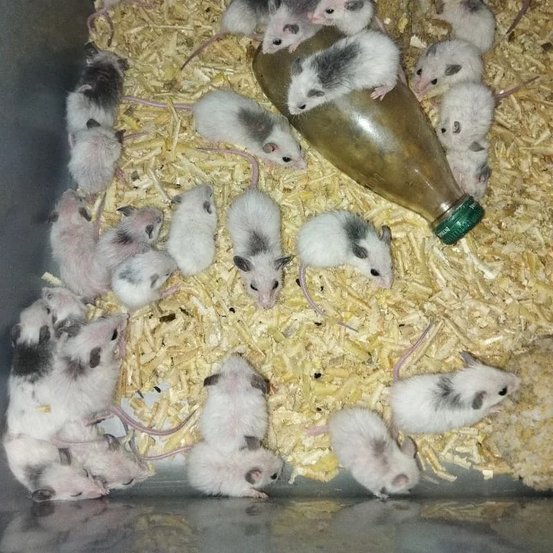 Tikus ASF Sapih
