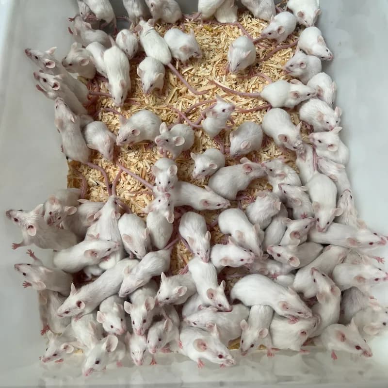 Tikus Mencit 10-15g Jumper,Tangerang