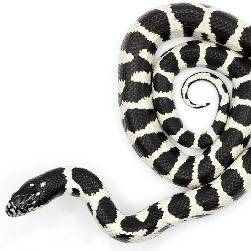 Hybrid (Colubrid)