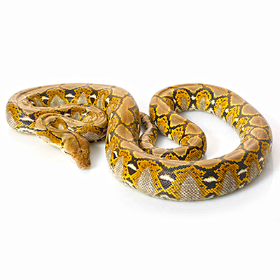 Reticulated Python